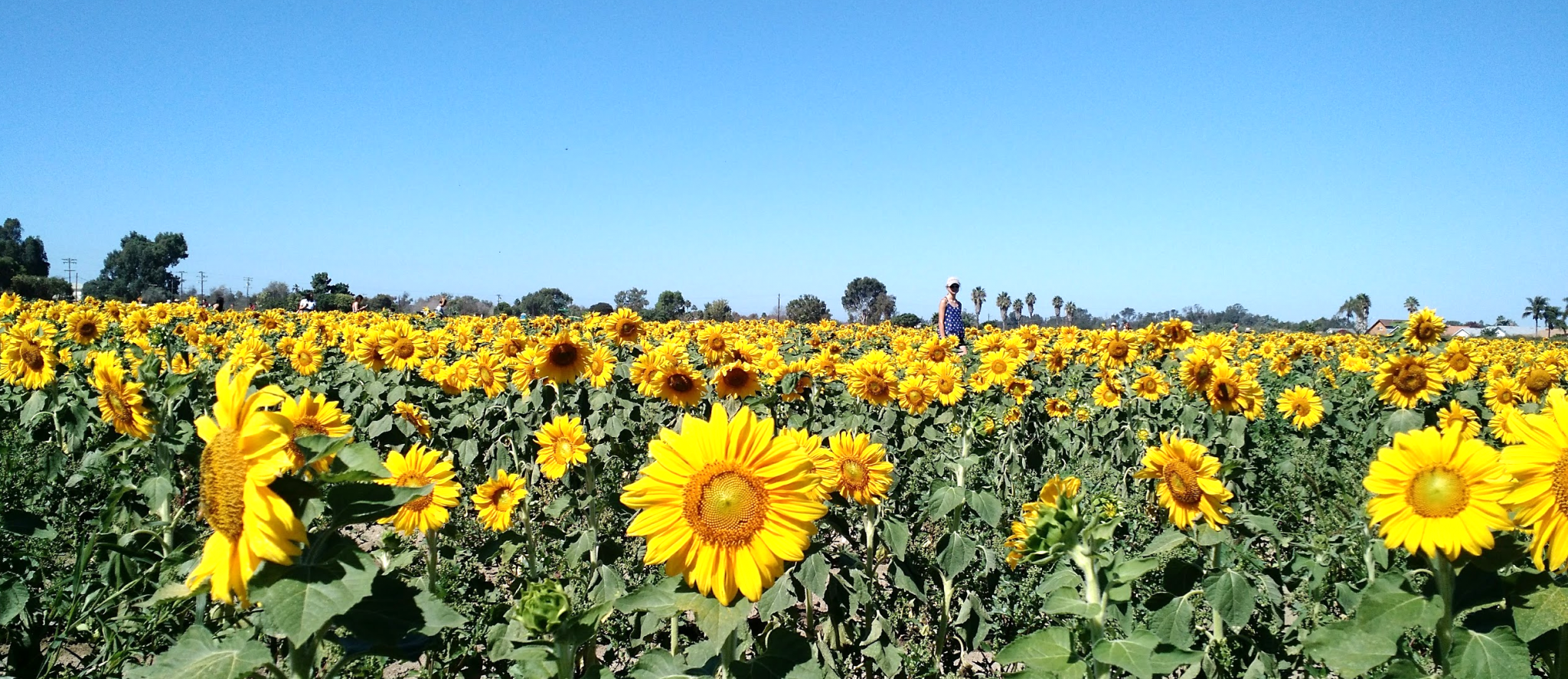 field of sunflowers
