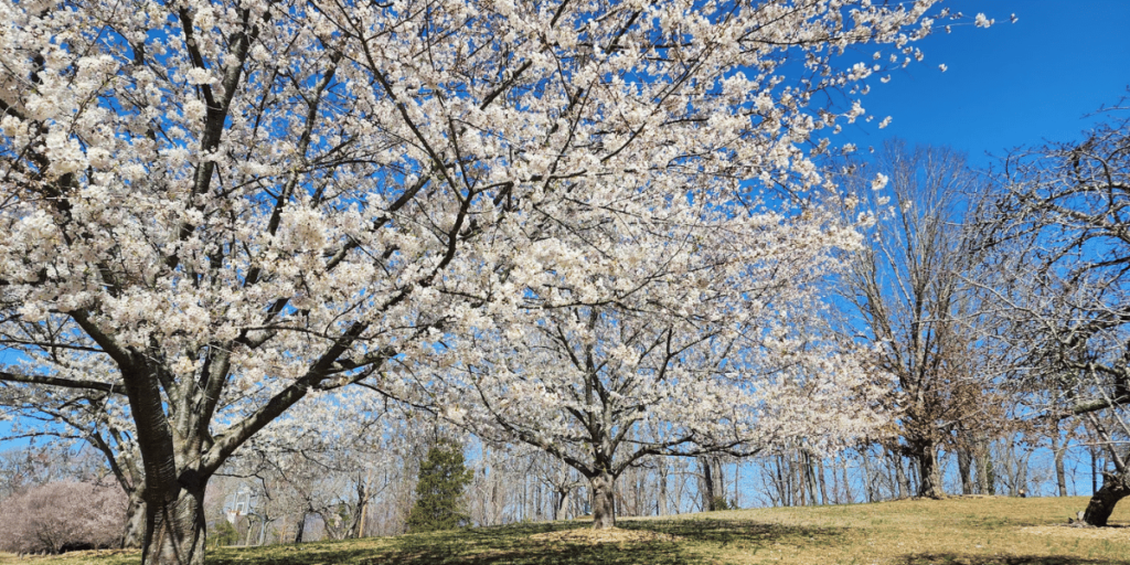 cherry blossoms at riverside park lynchburg va