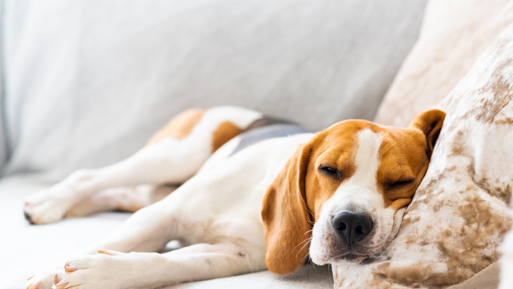 Does Your Dog Have Trouble Sleeping? 6 Solutions to Consider
