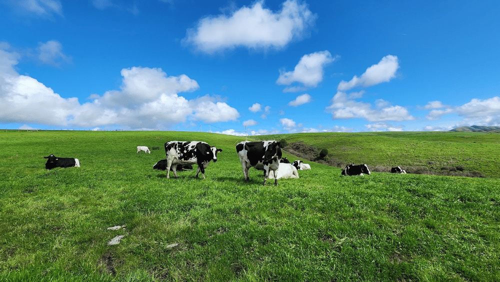 Happy Cows on the hills in Sonoma County