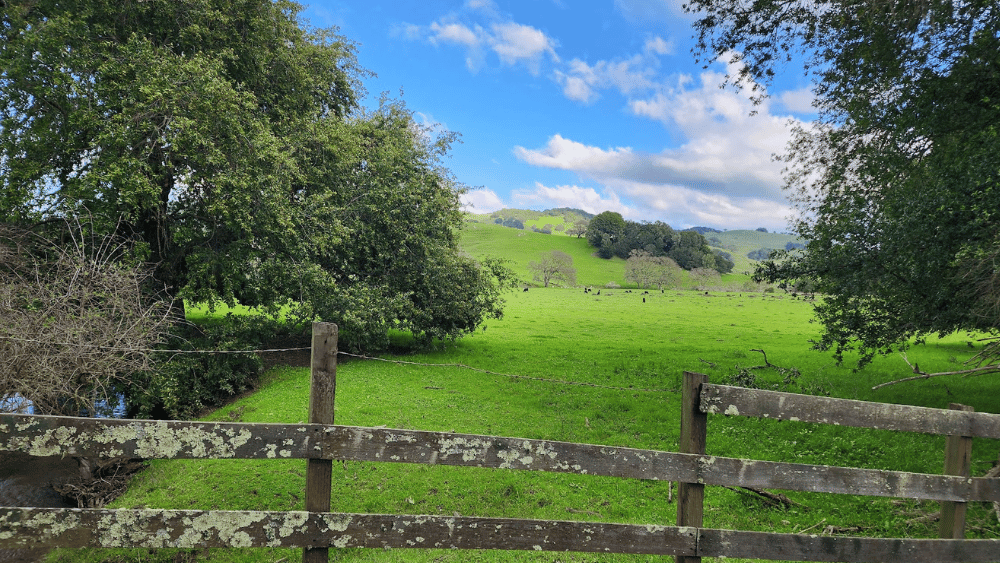 A Day in Sonoma County: Food, Wine Country, and Coastline Getaway