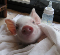 stumpy the baby pig