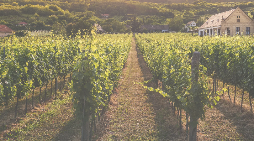 Red wine vineyard 