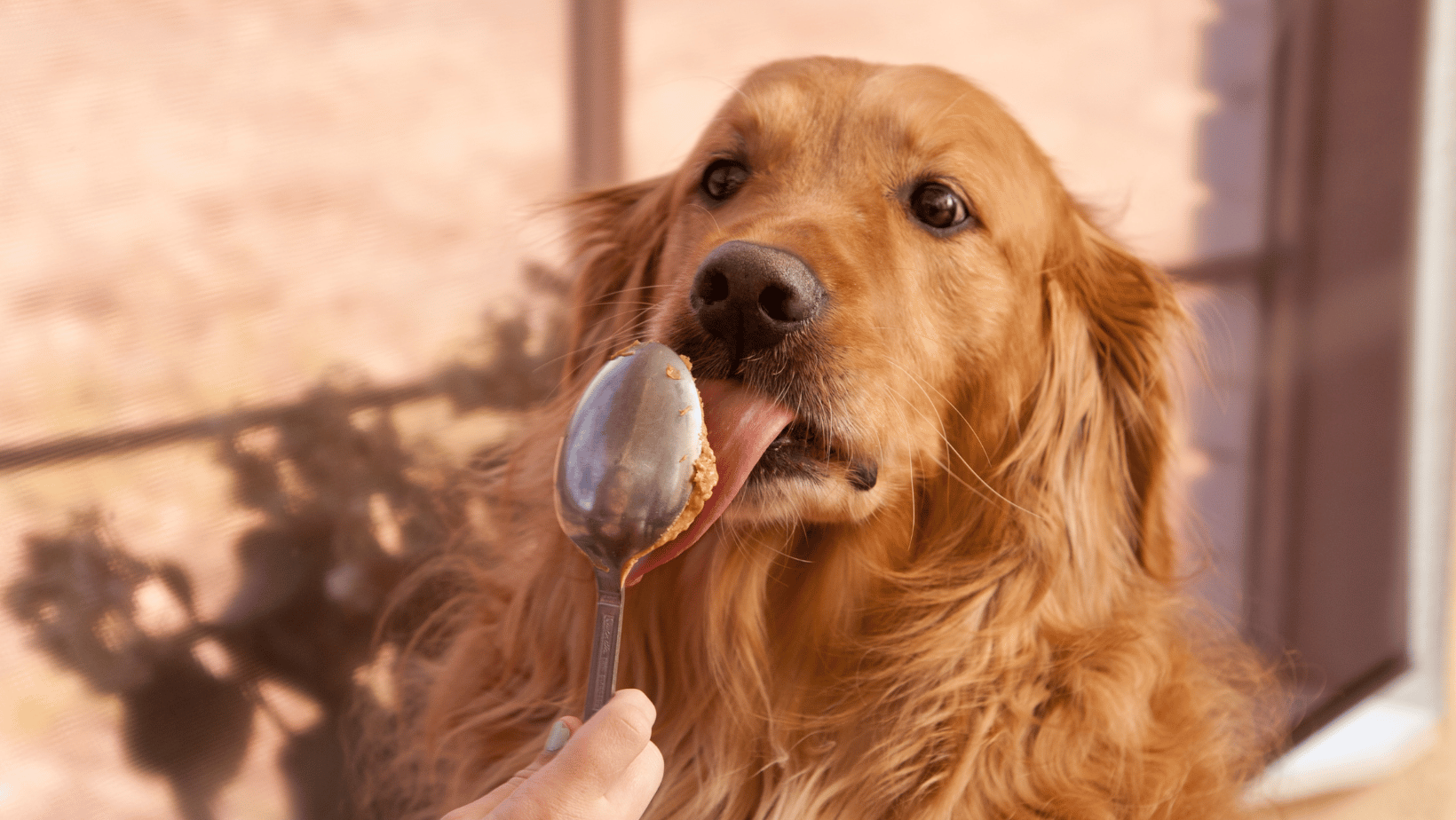 3 Healthy & Inexpensive Dog Treats You Can Make At Home