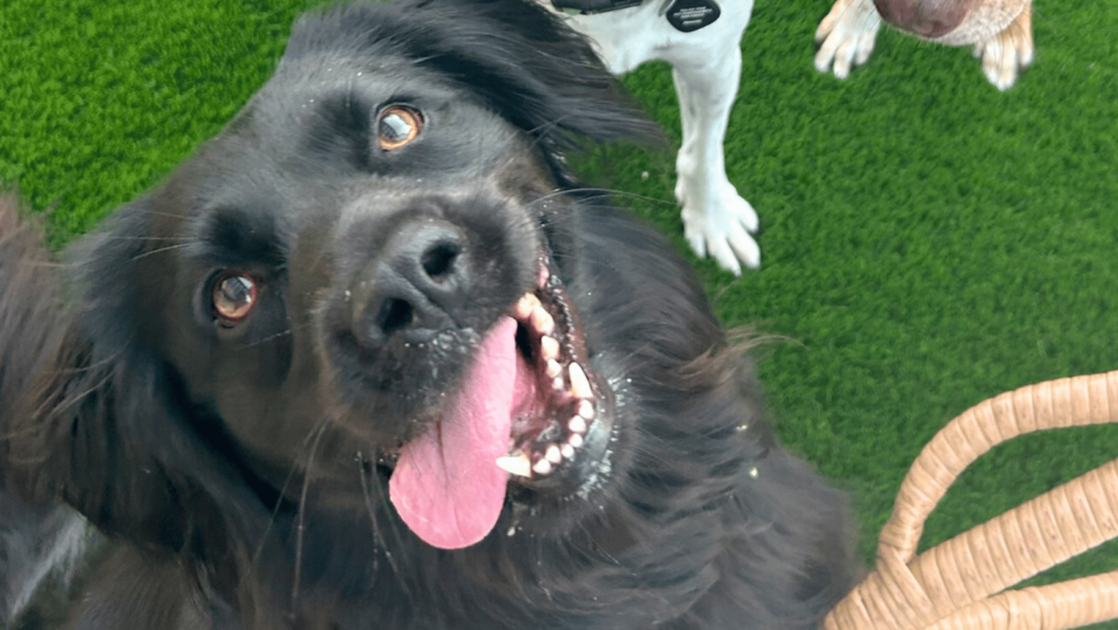 happy dog Nom Nom Fresh Dog Food