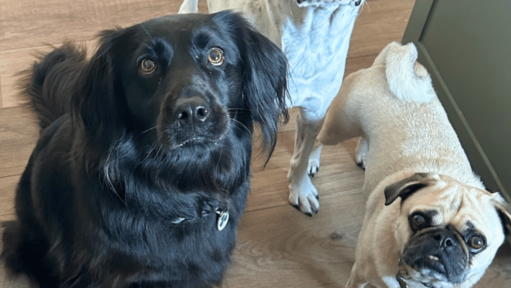 Dogs waiting for dog food