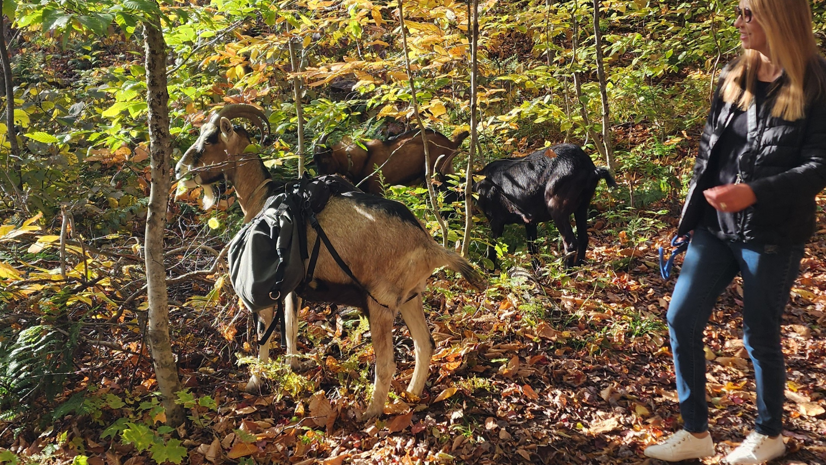 Hiking with Goats & Other Unique Activities in Old Quebec 