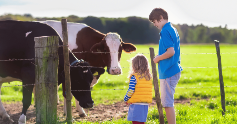 What Dairy Equipment is Most Suitable for Small-Scale Production: A Practical Guide