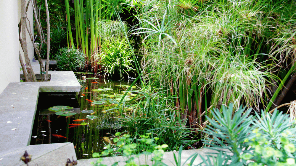 Creating the Perfect Pond: A Guide to Essential Accessories