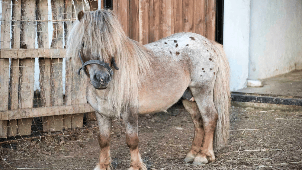 Where to Buy Miniature Farm Animals and What to Know Beforehand