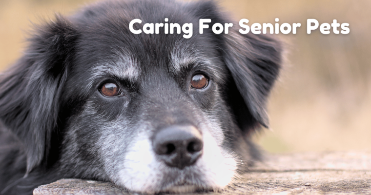 senior dog