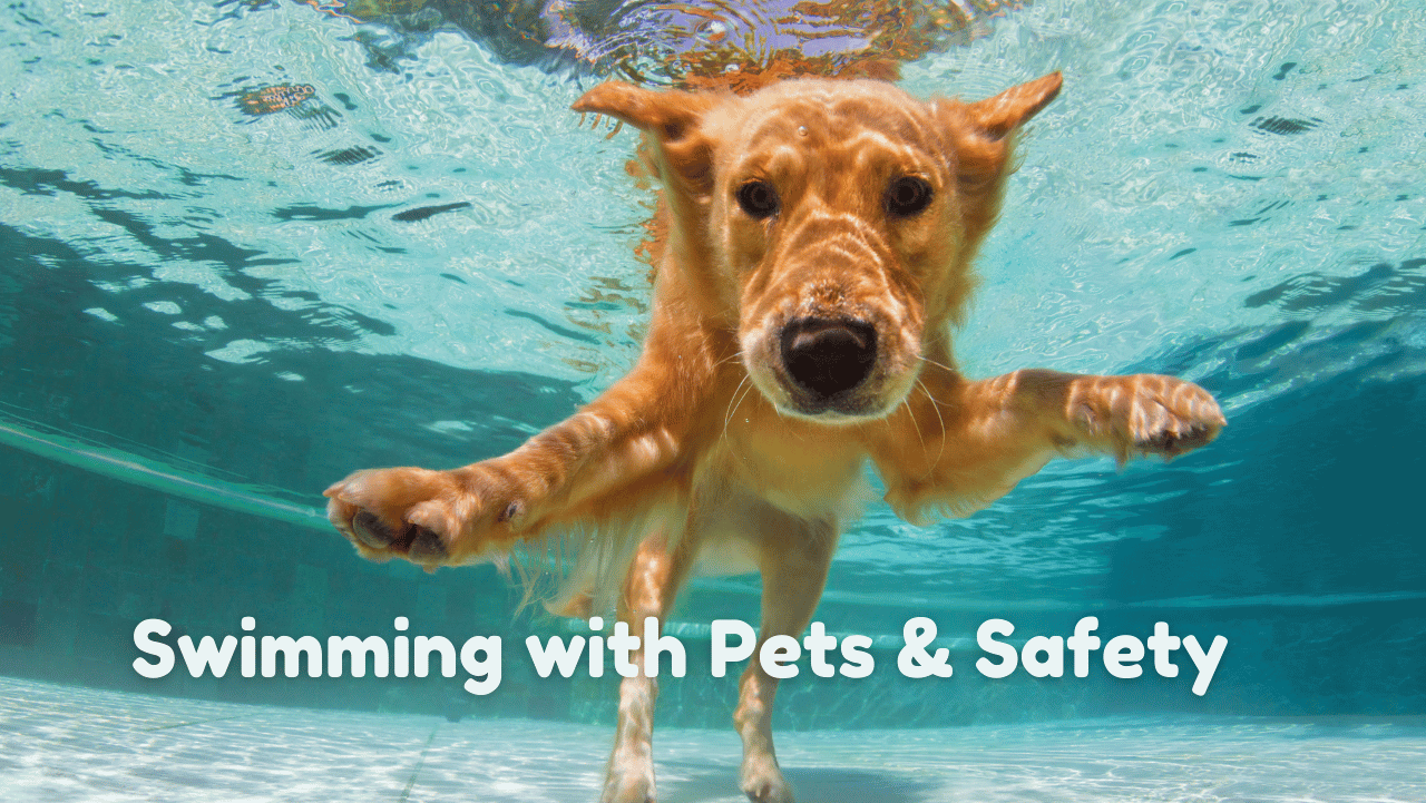 Swimming With Pets: Important Do’s And Don’ts For A Safe Experience