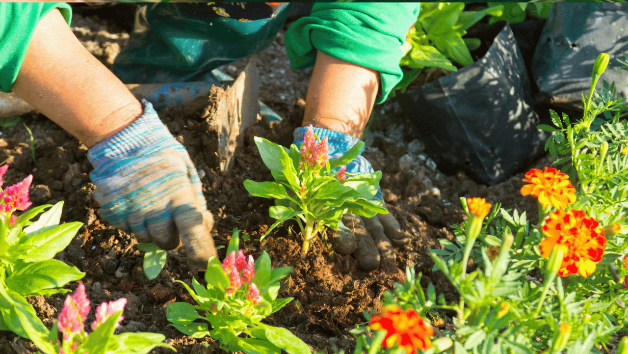How To Choose The Best Outdoor Planters For Low-Maintenance Gardening