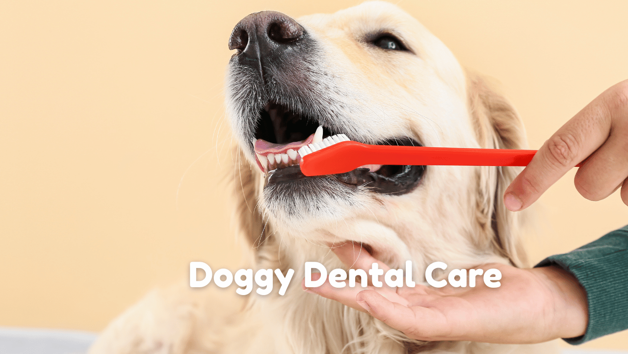Doggy Dental Care Made Simple
