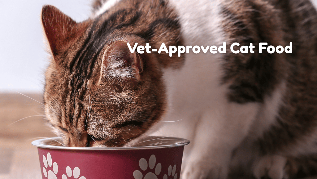 What Makes a Good Beef Dry Cat Food? A Vet-Approved Guide