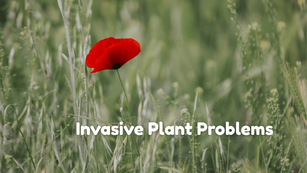 Reasons Some Locations Experience More Invasive Plant Problems
