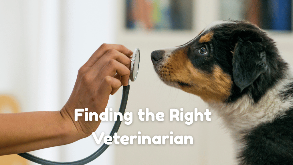 Finding the Right Veterinarian for Your Dog: 6 Things to Consider
