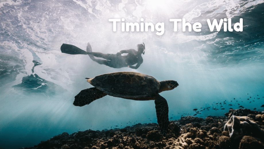 Timing The Wild: When And Where To Spot Wildlife While Traveling