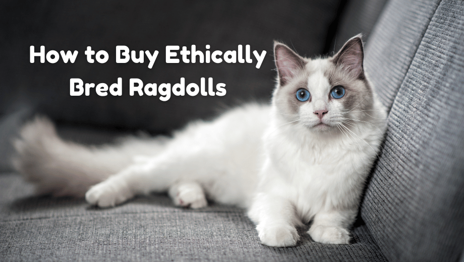 What Sets Trusted TICA Certified Ragdoll Breeders Apart