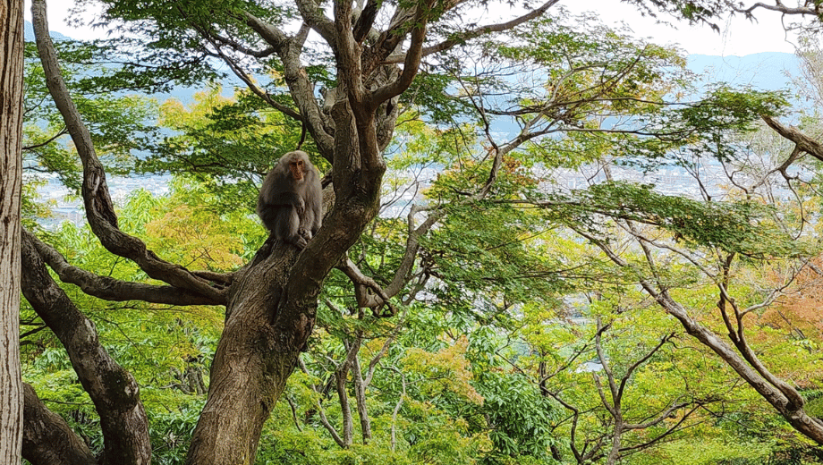 kyoto Monkey Forest