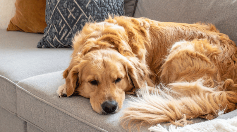 The California Guide to Cleaner Air for Pet-Friendly Homes