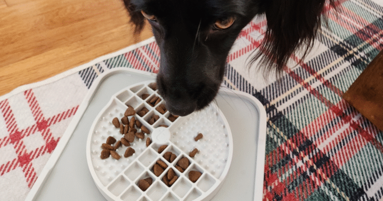 trot dog snack tray review