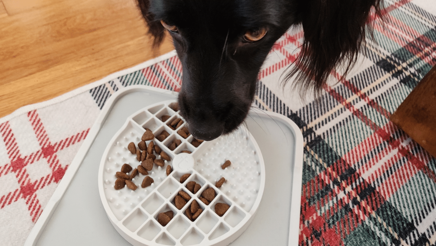 Is Your Dog a “Hoover”? How to Slow Down a Fast Eater!