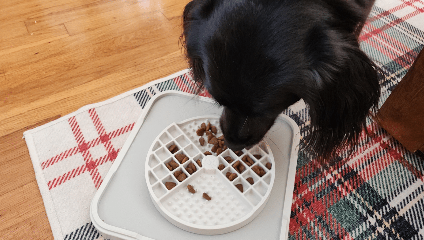 trot snack tray for dogs