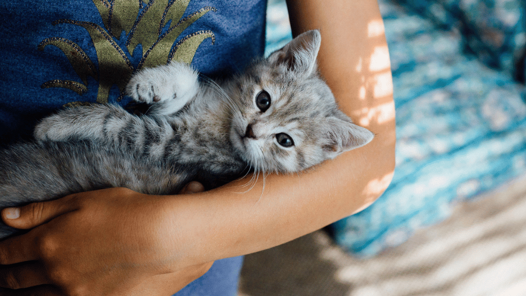 Why Every Busy Mom Needs a Backup Plan for Missing Pets: Practical Tips for 2026