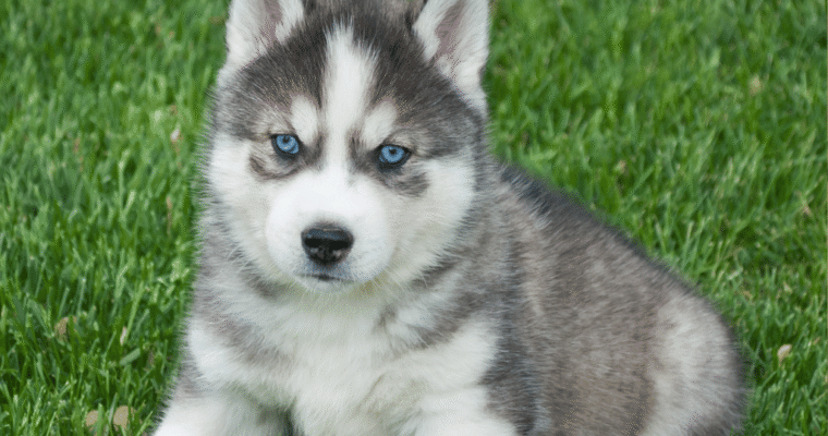 6 Ways to Keep Your Big Pup Happy, Calm, and Rested