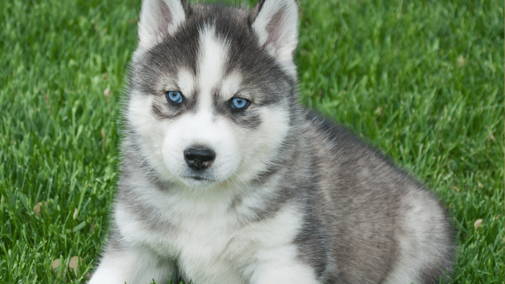 6 Ways to Keep Your Big Pup Happy, Calm, and Rested