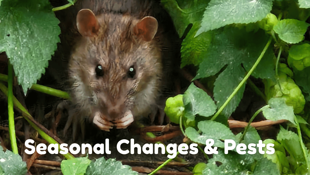 How Seasonal Changes Influence Pest Activity Around Residential Areas