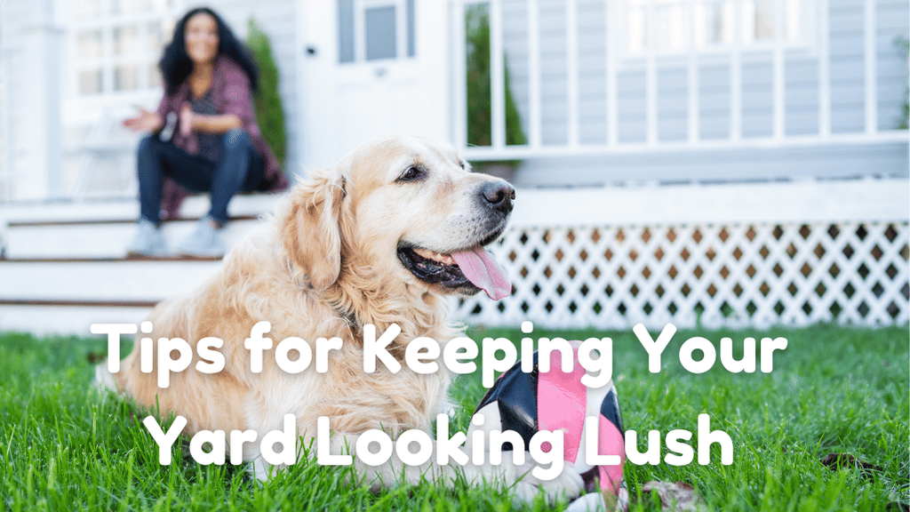 Tips for Keeping Your Yard Looking Lush and Green All Year Long