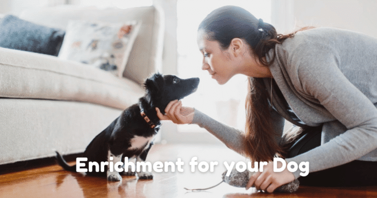 Smart Play: How Sensory Enrichment Supports Your Dog’s Brain At Home