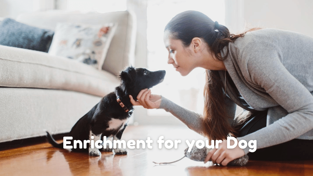 Smart Play: How Sensory Enrichment Supports Your Dog’s Brain At Home