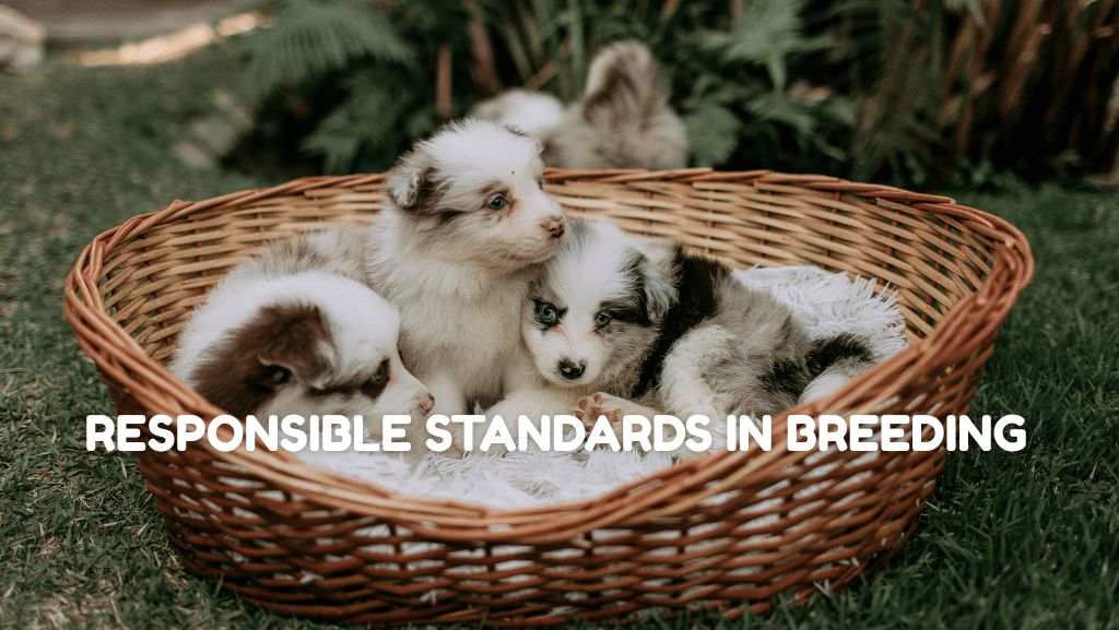 Can Online Puppy Marketplaces Be Trusted? What to Look for in Responsible Breeder Standards