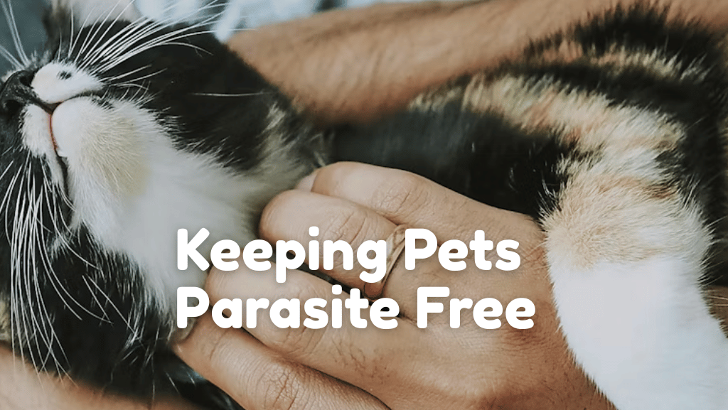 Useful Tips to Keep Your Furry Friend Parasite Free
