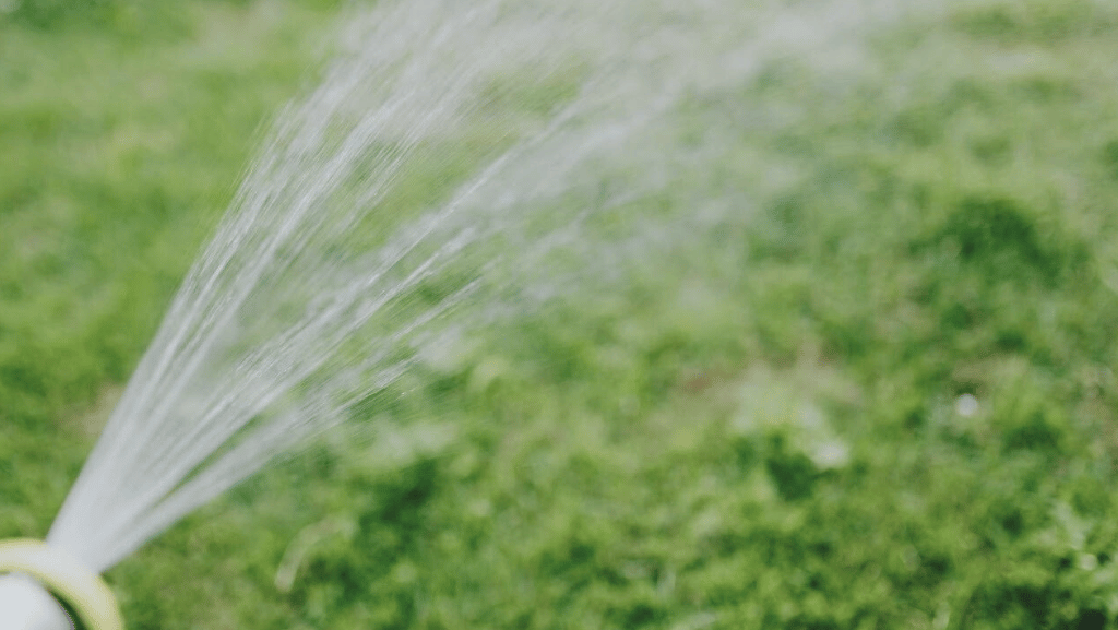 watering grass