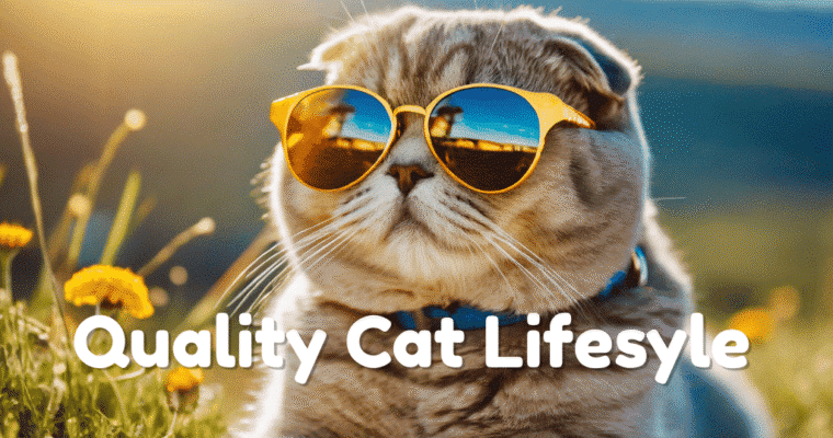 8 Ways to Ensure Your Cat Has a Good Quality of Life
