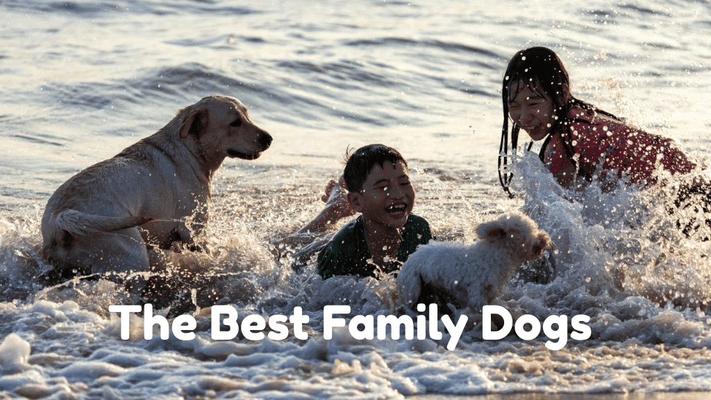The Best Family Dogs for Busy Moms (That Won’t Drive You Crazy)
