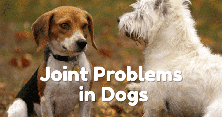 Understanding the Signs of Joint Problems in Your Dog