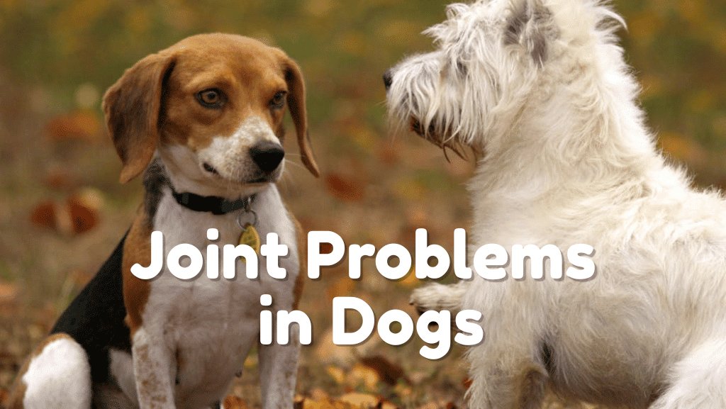 Understanding the Signs of Joint Problems in Your Dog