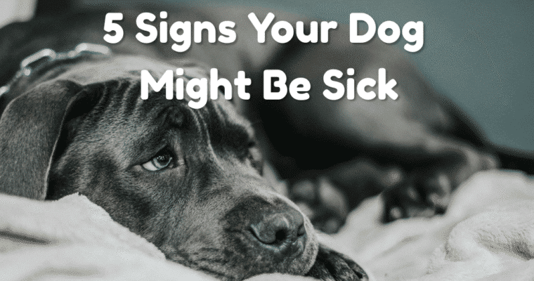 5 Signs Your Dog Might Be Sick That Are Easy to Miss