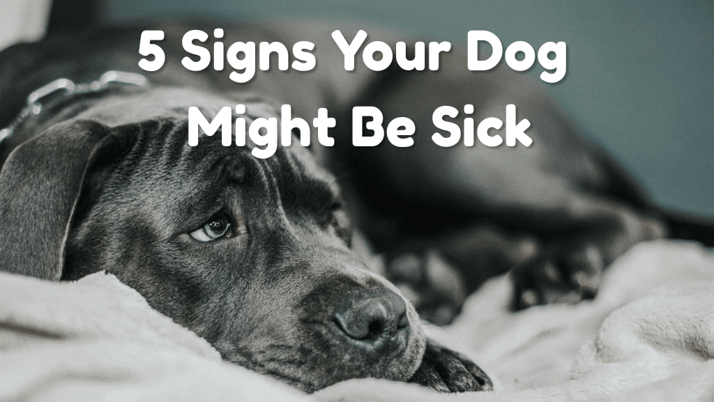 5 Signs Your Dog Might Be Sick That Are Easy to Miss