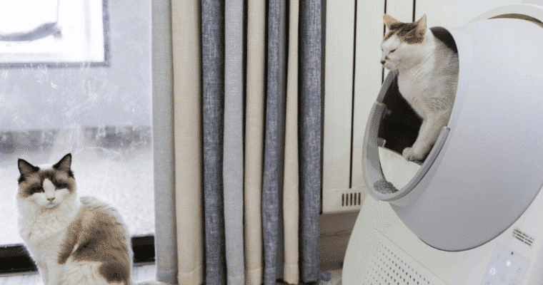 Tips for Pet Owners in Small Apartments: How to Keep a Fresh, Organized Space