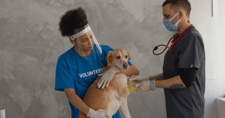 How Emergency Vets Handle Critical Pet Cases in Roseville