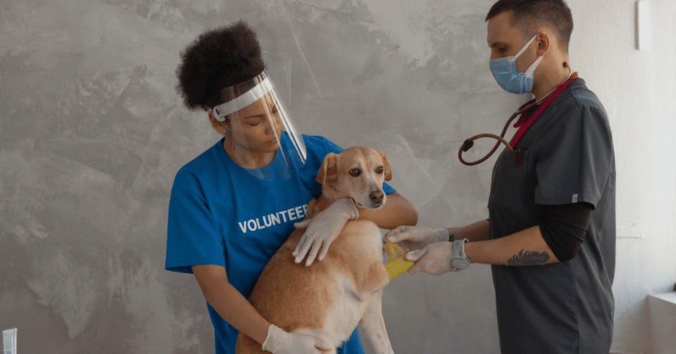How Emergency Vets Handle Critical Pet Cases in Roseville