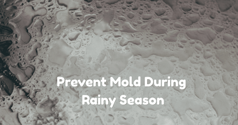 How to Prevent Mold During Singapore’s Rainy Season