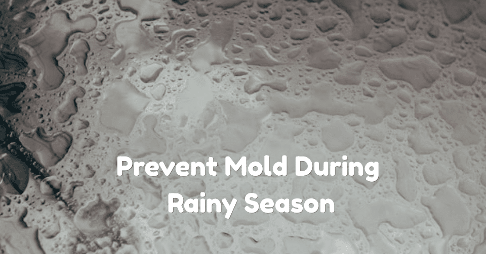 How to Prevent Mold During Singapore’s Rainy Season
