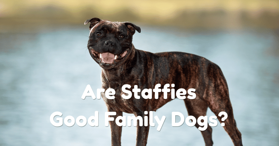 Are Staffies Good Family Dogs? What We Learned Before Bringing One Home